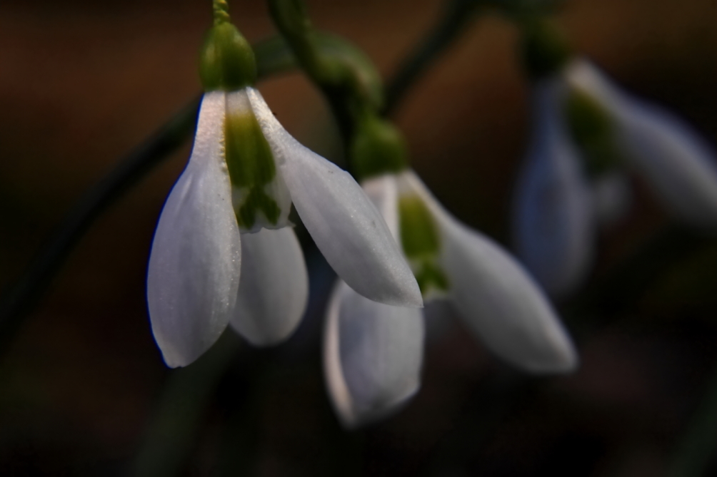 2011 03 13 IMG 24382e